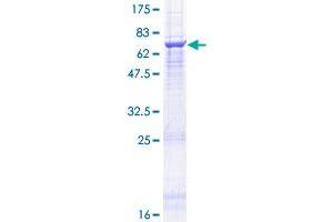 Image no. 1 for Angiopoietin-Like 7 (ANGPTL7) (AA 1-346) protein (GST tag) (ABIN1345066)