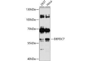 Western blot analysis of extracts of various cell lines, using DEPDC7 antibody (ABIN7266737) at 1:1000 dilution. (DEPDC7 anticorps  (AA 212-511))