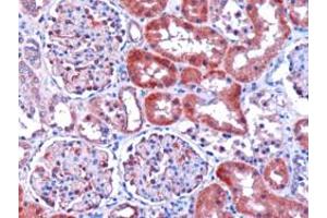 Immunohistochemistry (IHC) image for anti-Dicarbonyl/L-Xylulose Reductase (DCXR) (C-Term) antibody (ABIN2465599) (DCXR anticorps  (C-Term))