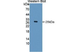 Western blot analysis of the recombinant protein. (HES1 anticorps  (AA 21-251))