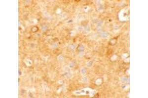 Immunohistochemistry of KCNK12 in mouse brain tissue with KCNK12 KCNK12 antibody at 5 ug/mL. (KCNK12 anticorps  (C-Term))