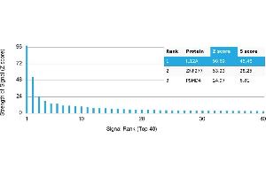 Protein Array (PAr) image for anti-Interleukin 12 alpha (IL12A) antibody (ABIN7456134)