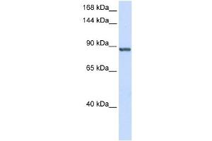INTS6 antibody used at 1 ug/ml to detect target protein. (INTS6 anticorps  (C-Term))