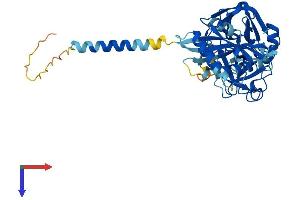 AlphaFold protein structure predicition of Mouse Recombinant Tmprss11f Protein, UniprotID Q8BHM9