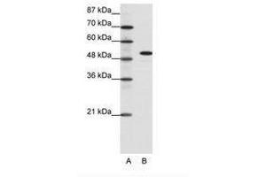 Image no. 1 for anti-Spi-B Transcription Factor (Spi-1/PU.1 Related) (SPIB) (C-Term) antibody (ABIN6736085) (SPIB anticorps  (C-Term))