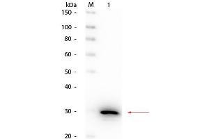 Western Blot of Rabbit anti-Carbonic Anhydrase II Antibody Peroxidase Conjugated. (CA2 anticorps  (HRP))