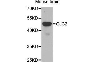 Western Blotting (WB) image for anti-Gap Junction Protein, gamma 2, 47kDa (GJC2) antibody (ABIN3016915) (GJC2 anticorps)