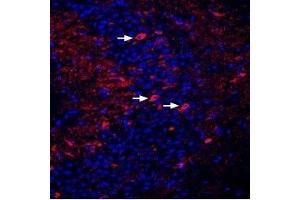 Expression of DPP6 in mouse hippocampus - Immunohistochemical staining of perfusion-fixed frozen mouse brain sections using Anti-DPP6 (extracellular) Antibody (ABIN7043098, ABIN7045042 and ABIN7045043), (1:400), followed by donkey anti-rabbit-Cy3 antibody (red).