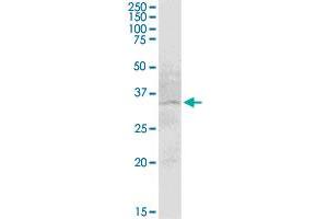 SLC12A7 MaxPab polyclonal antibody.