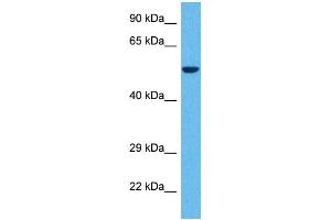 Host:  Rabbit  Target Name:  GABRD  Sample Tissue:  Human 786-0 Whole Cell  Antibody Dilution:  1ug/ml (GABRD anticorps  (N-Term))