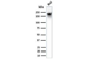 Western Blot Analysis of human Raji cell lysate using CD45RB Mouse Monoclonal Antibody (BRA-11). (CD45 anticorps)