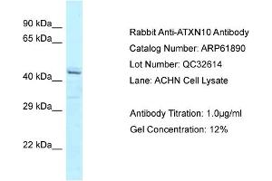 Western Blotting (WB) image for anti-Ataxin 10 (ATXN10) (C-Term) antibody (ABIN2788939) (Ataxin 10 anticorps  (C-Term))