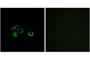 Immunofluorescence (IF) image for anti-Olfactory Receptor, Family 2, Subfamily Z, Member 1 (OR2Z1) (AA 201-250) antibody (ABIN2890994) (OR2Z1 anticorps  (AA 201-250))