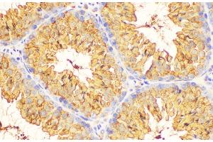Immunohistochemistry of paraffin-embedded Mouse testis using LDHC Polycloanl Antibody at dilution of 1:200