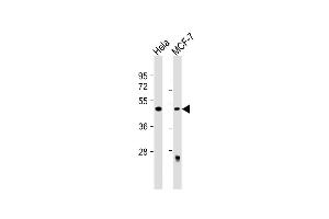 All lanes : Anti-ALKBH5 Antibody (Center) at 1:500 dilution Lane 1: Hela whole cell lysate Lane 2: MCF-7 whole cell lysate Lysates/proteins at 20 μg per lane. (ALKBH5 anticorps  (AA 302-330))
