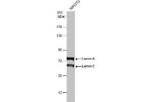 Lamin A/C anticorps