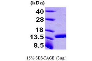 SDS-PAGE (SDS) image for D-Dopachrome Tautomerase (DDT) (AA 1-118) protein (His tag) (ABIN667020)