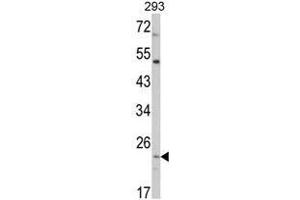Western blot analysis of ATP5O Antibody (N-term) in 293 cell line lysates (35ug/lane). (ATP5O anticorps  (N-Term, Subunit O))