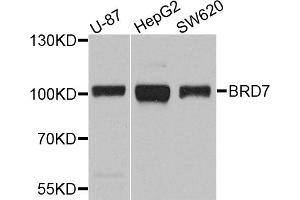 Western blot analysis of extracts of various cell lines, using BRD7 antibody (ABIN5971285) at 1/1000 dilution. (BRD7 anticorps)