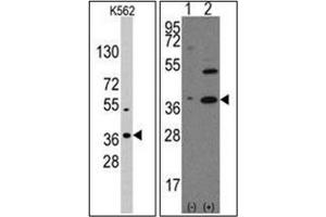 Image no. 3 for anti-Nanog Homeobox (NANOG) (AA 25-54), (N-Term) antibody (ABIN357014)