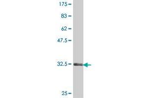 Western Blot detection against Immunogen (36.