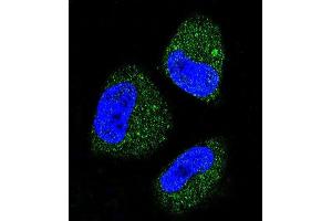 Confocal immunofluorescent analysis of HS Antibody (ABIN388133 and ABIN2846370) with NCI- cell followed by Alexa Fluor 488-conjugated goat anti-rabbit lgG (green). (GRP78 anticorps)