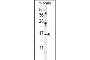 ENSA Antibody (Center) (ABIN654413 and ABIN2844151) western blot analysis in mouse brain tissue lysates (35 μg/lane).