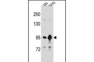 CTNNB1 Antibody (C-term) A western blot analysis in 293,T47D cell line lysates (35 μg/lane). (CTNNB1 anticorps  (C-Term))