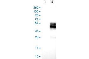 Western Blot analysis of Lane 1: negative control (vector only transfected HEK293T cell lysate) and Lane 2: over-expression lysate (co-expressed with a C-terminal myc-DDK tag in mammalian HEK293T cells) with NPDC1 polyclonal antibody . (NPDC1 anticorps)