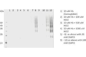 anti-DMPO antibody (APC)