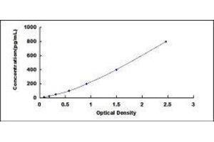 Fibulin 2 (FBLN2) ELISA Kit