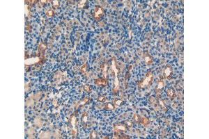 IHC-P analysis of Mouse Kidney Tissue, with DAB staining. (APOH anticorps  (AA 21-345))