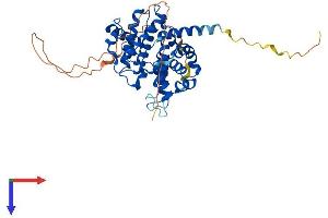 AlphaFold protein structure predicition of Mouse Recombinant Ccne1 Protein, UniprotID Q61457