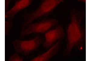 Immunofluorescence staining of methanol-fixed Hela cells using Histone H2A.