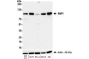 Western Blotting (WB) image for anti-BRCA1 Associated Protein-1 (Ubiquitin Carboxy-terminal Hydrolase) (BAP1) (AA 475-525) antibody (ABIN7795817)