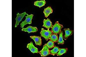 Immunofluorescence analysis of HL-7702 cells using KDM1A mouse mAb (green).