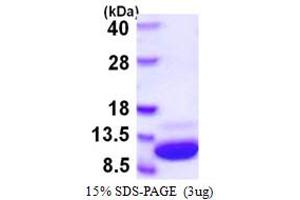SDS-PAGE (SDS) image for S100 Calcium Binding Protein A1 (S100A1) (AA 1-94) protein (His tag) (ABIN667471)
