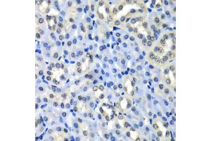 Immunohistochemistry of paraffin-embedded mouse kidney using H2AFZ antibody (ABIN5973977) at dilution of 1/100 (40x lens). (H2AFZ anticorps)