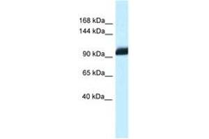 Image no. 1 for anti-Zinc Fingers and Homeoboxes 1 (ZHX1) (AA 780-829) antibody (ABIN6747464) (ZHX1 anticorps  (AA 780-829))