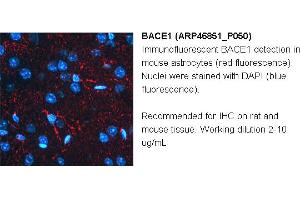 Image no. 3 for anti-Beta-secretase 1 (BACE1) (N-Term) antibody (ABIN2782766) (BACE1 anticorps  (N-Term))
