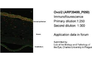Image no. 2 for anti-Ovo-Like 2 (OVOL2) (N-Term) antibody (ABIN2781151)