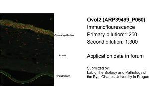 Image no. 2 for anti-Ovo-Like 2 (OVOL2) (N-Term) antibody (ABIN2781151) (OVOL2 anticorps  (N-Term))