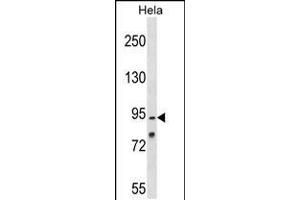 Western blot analysis in Hela cell line lysates (35ug/lane). (OSBPL1A anticorps  (C-Term))