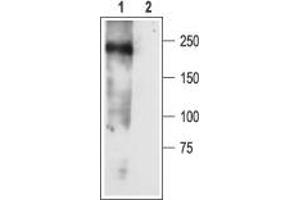 Western blot analysis of rat newborn brain membranes: - 1. (SCN3A anticorps  (Intracellular))