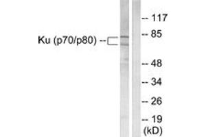 Western blot analysis of extracts from LOVO cells, using Ku70/80 Antibody. (Ku70/80 (AA 683-732) anticorps)