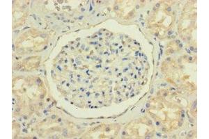 Immunohistochemistry of paraffin-embedded human kidney tissue using ABIN7161731 at dilution of 1:100 (NPC2 anticorps  (AA 20-151))