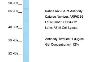 Western Blotting (WB) image for anti-BRCA1 Associated Protein-1 (Ubiquitin Carboxy-terminal Hydrolase) (BAP1) (C-Term) antibody (ABIN970181) (BAP1 anticorps  (C-Term))