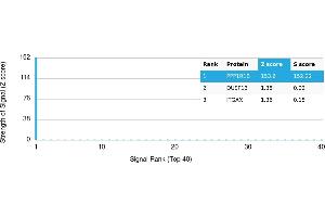 Protein Array (PAr) image for anti-Protein Phosphatase 1, Regulatory (Inhibitor) Subunit 1B (PPP1R1B) antibody (ABIN7456009)