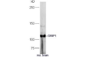 Mouse brain lysate probed with Rabbit Anti-GRIP1 Polyclonal Antibody, Unconjugated (ABIN2559499) at 1:300 in 4˚C. (GRIP1 anticorps  (AA 1-100))