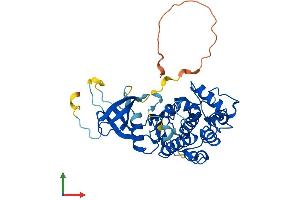 AlphaFold protein structure predicition of Mouse Recombinant Cdk9 Protein, UniprotID Q99J95